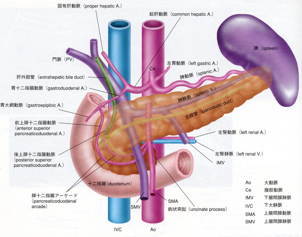腹部超音波検査 脾臓１ 脾臓の解剖と描出